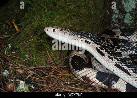 Pino settentrionale snake (Pituophis melanoleucus). Captive, endemica del sud-est degli Stati Uniti. Foto Stock