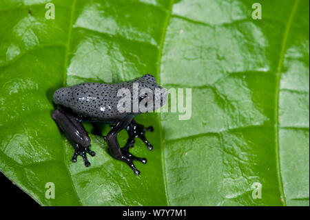 Raganella (Hypsiboas geographicus) capretti. Yasuni National Park, la foresta pluviale amazzonica ecuadoriana. Sud America. Foto Stock