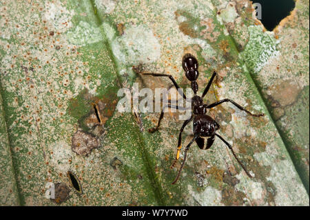 Conga Ant (Paraponera clavata) Yasuni National Park, la foresta pluviale amazzonica, Ecuador, Sud America. Foto Stock