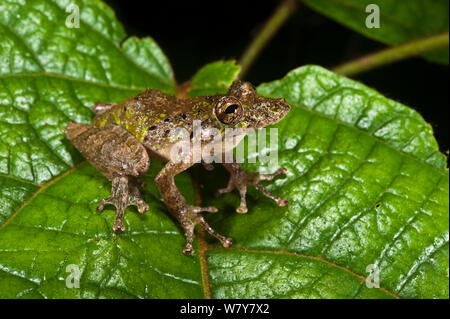 Eirunepe&#39;s snouted frog (Scinax garbei) sulla foglia, Yasuni National Park, la foresta pluviale amazzonica, Ecuador, Sud America. Foto Stock