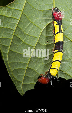 Seta selvatica Moth Caterpillar (Saturniidae) Yasuni National Park, la foresta pluviale amazzonica, Ecuador, Sud America Foto Stock