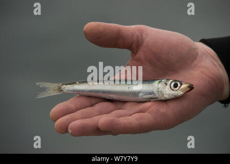 South African sardina (Sardinops sagax) Capo orientale, Sud Africa Foto Stock