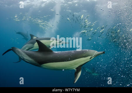 A lungo becco delfini comuni (Delphinus capensis) alimentazione in Sardine, (Sardinops sagax) con snorkeller dietro, Capo orientale, Sud Africa Foto Stock