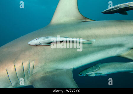 (Remora Remora remora) attaccata al Oceanic punta nera shark (Carcharhinus limbatus Umkomaas). KwaZulu Natal, Sud Africa. Foto Stock