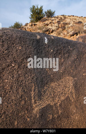 Petroglyph da San Bushman di Eland sul gioco privato ranch. Grande Karoo, Sud Africa Foto Stock