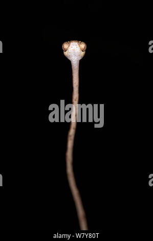 Struttura Blunthead snake (Imantodes cenchoa) Yasuni National Park, la foresta pluviale amazzonica, Ecuador, Sud America. Foto Stock