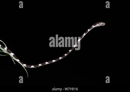 Struttura Blunthead snake (Imantodes cenchoa) capretti hanging off branch, Yasuni National Park, la foresta pluviale amazzonica, Ecuador, Sud America. Foto Stock