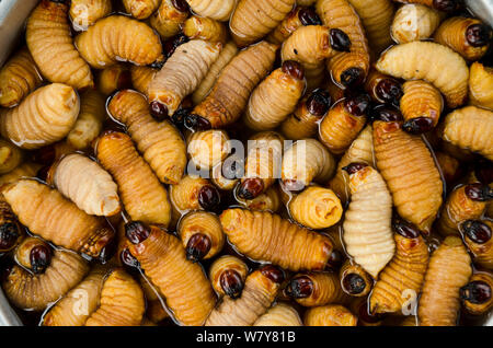 Palm le larve del curculione (Rhynchophorus palmarum) raccolte da Yasuni Riserva della Biosfera, per la vendita come un cibo locale di delicatezza, Pompeya mercato. La foresta pluviale amazzonica, Ecuador, Sud America Foto Stock