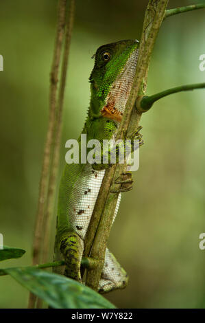 Guichenot&#39;s dwarf iguana (Enyaliodes laticeps) Yasuni National Park, la foresta pluviale amazzonica, Ecuador, Sud America. Foto Stock