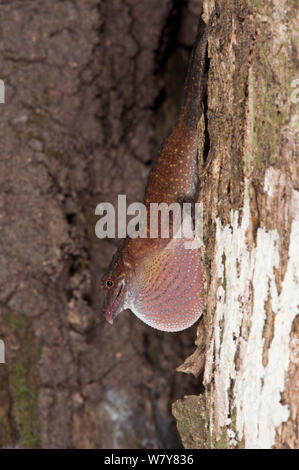 Snello anole (Anolis fuscoauratus) visualizzazione di giogaia, Yasuni National Park, la foresta pluviale amazzonica, Ecuador, Sud America. Foto Stock