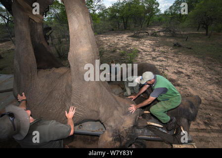 Persone servendosi di una gru per caricare tranquilized Elefante africano (Loxodonta africana) sul carrello. Gli elefanti erano stati sfrecciato da un elicottero al fine di essere restituiti alla riserva sono scampati. Lo Zimbabwe, novembre 2013. Foto Stock