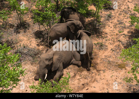 Vista aerea del tranquillised Elefante africano (Loxodonta africana). Gli elefanti erano stati sfrecciato da un elicottero al fine di essere restituiti alla riserva sono scampati. Lo Zimbabwe, novembre 2013. Foto Stock