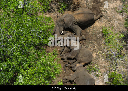 Vista aerea del tranquillised Elefante africano (Loxodonta africana). Gli elefanti erano stati sfrecciato da un elicottero al fine di essere restituiti alla riserva sono scampati. Lo Zimbabwe, novembre 2013. Foto Stock