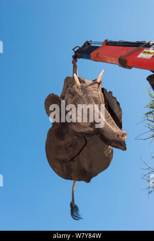 Il sollevamento con gru tranquillised Elefante africano (Loxodonta africana) sul carrello. Gli elefanti erano stati sfrecciato da un elicottero al fine di essere restituiti alla riserva sono scampati. Lo Zimbabwe, novembre 2013. Foto Stock