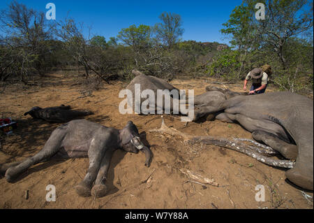 Membro del team di cattura con tranquillised Elefante africano (Loxodonta africana). Gli elefanti erano stati sfrecciato da un elicottero al fine di essere restituiti alla riserva sono scampati. Lo Zimbabwe, novembre 2013. Foto Stock