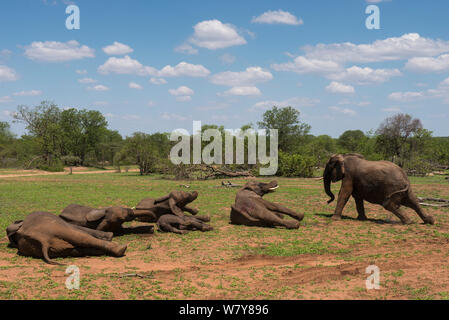 Tranquillised Elefante africano (Loxodonta africana) risveglio dopo il trasferimento. Essi erano stati sfrecciato da un elicottero e restituito alla riserva sono scampati. Lo Zimbabwe, novembre 2013. Foto Stock