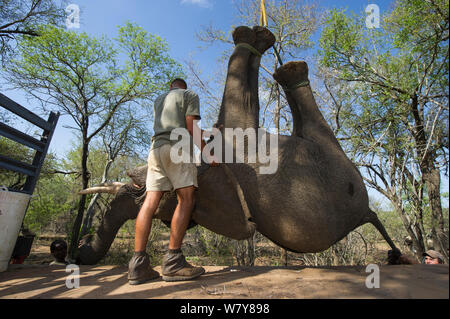 Persone servendosi di una gru per sollevare tranquillised Elefante africano (Loxodonta africana) sul carrello. Gli elefanti erano stati sfrecciato da un elicottero al fine di essere restituiti alla riserva sono scampati. Lo Zimbabwe, novembre 2013. Foto Stock