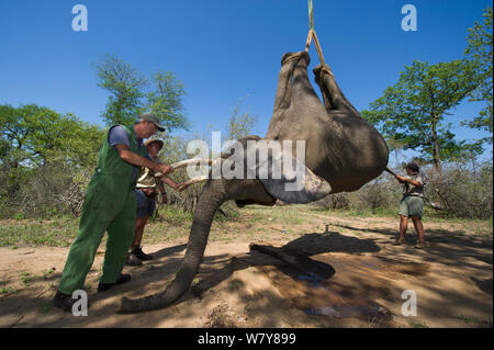 Persone servendosi di una gru per sollevare tranquillised Elefante africano (Loxodonta africana). Gli elefanti erano stati sfrecciato da un elicottero al fine di essere restituiti alla riserva sono scampati. Lo Zimbabwe, novembre 2013. Foto Stock