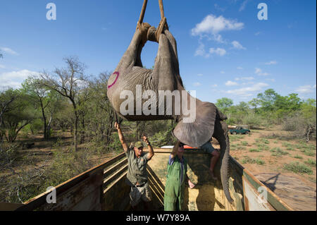 Persone tranquillised caricamento Elefante africano (Loxodonta africana) nella gabbia di trasporto. Gli elefanti erano stati sfrecciato da un elicottero al fine di essere restituiti alla riserva sono scampati. Lo Zimbabwe, novembre 2013. Foto Stock