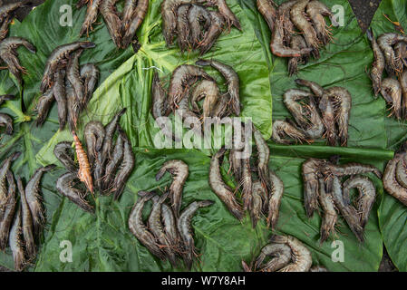 Gamberi in vendita, Suva Mercato di frutti di mare, Viti Levu, Figi, Sud Pacifico, aprile 2014. Foto Stock