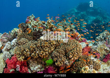 Scalefin anthias (Pseudanthias squamipinnis) shoal su diverse Coral reef, le femmine sono di colore arancione e i maschi sono viola. Isole Figi, South Pacific. Foto Stock