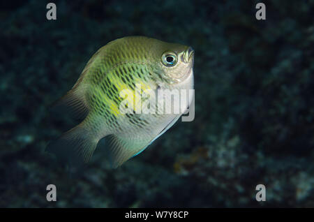 La Staghorn fanciulla (Amblyglyphidodon curacao) Rainbow Reef, Figi, South Pacific. Foto Stock