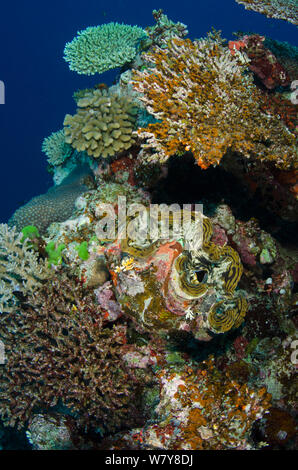 Vongola gigante Tridacna (sp) Rainbow Reef, Figi, South Pacific. Foto Stock