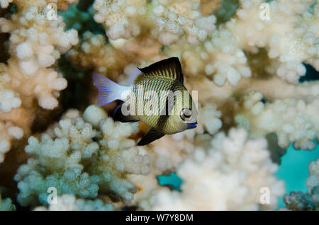 Dascyllus reticolato (Dascyllus reticulatus) Rainbow Reef, Figi, South Pacific. Foto Stock