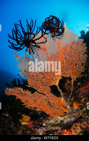 Ventilatore di mare (Gorgonia sp) & Feather star (Crinoidea) Rainbow Reef, Figi, South Pacific. Foto Stock