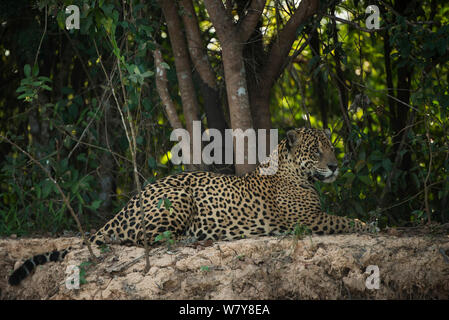 Jaguar (Panthera onca) maschio di riposo. Northern Pantanal, Mato Grosso, Brasile. Foto Stock