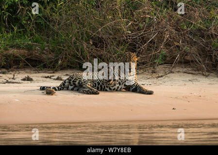 Jaguar (Panthera onca) maschio in appoggio sul lungofiume con una zampa sollevata. Northern Pantanal, Mato Grosso, Brasile. Foto Stock