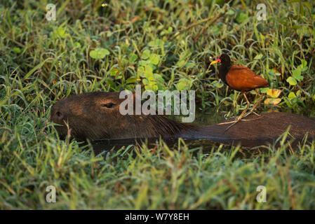 Capibara (Hydrochoerus hydrochaeris) con Wattled jacana (Jacana jacana) sul retro. Northern Pantanal, Mato Grosso, Brasile. Foto Stock