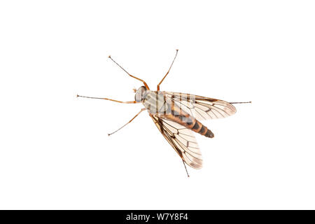 Snipe fly (Rhagio scolopacea), giardino in Barnt Green, Worcestershire, Regno Unito, maggio. meetyourneighbors.net progetto Foto Stock