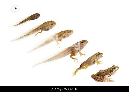 Immagine composita mostra di sviluppo / ciclo di vita della rana comune (Rana temporaria) da uovo a tadpole per adulto. Worcestershire, Regno Unito, maggio. meetyourneighbors.net progetto Foto Stock