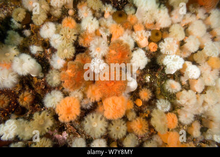 Anemone Plumose (Metridium senile,), Alaska, Oceano Pacifico settentrionale. Foto Stock