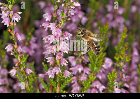 Il miele delle api (Apis mellifera) lo sbarco su Heather (Calluna vulgaris) Wirral, Merseyside, Regno Unito, Agosto. Foto Stock
