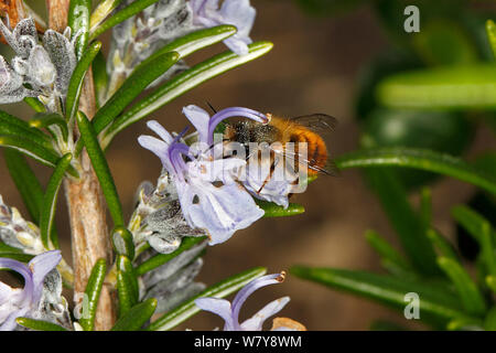 Red mason bee (Osmia simum) maschio alimentazione su rosmarino (Rosmarinus officinalis) fiori nel giardino. Cheshire, Regno Unito, Aprile. Foto Stock