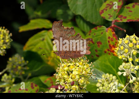 Virgola butterfly (Polygonia c-album) che mostra la parte inferiore del parafango, alimentazione su Ivy (Hedera helix) fiori. Cheshire, Regno Unito, ottobre. Foto Stock