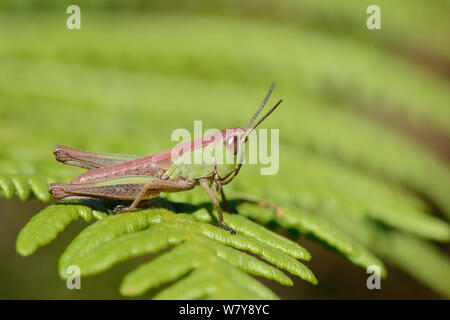 Prato grasshopper (Chorthippus parallelus) rosa-ninfa di fase in appoggio su un Bracken frond, Studland heath, Dorset, Regno Unito, Luglio. Foto Stock