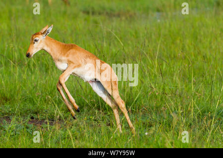 Neonato korrigum topi (Damaliscus lunatus korrigum) la riproduzione dopo le piogge, Masai-Mara Game Reserve, in Kenya. Dicembre. Foto Stock