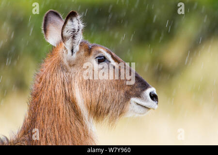 Femmina (waterbuck Kobus ellipsiprymnus) sotto la pioggia, Masai-Mara Game Reserve, in Kenya. Febbraio. Foto Stock