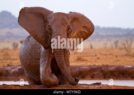 Elefante africano (Loxodonta africana) avente una vasca in corrispondenza di un foro per l'acqua, parco nazionale orientale di Tsavo in Kenya. Agosto. Foto Stock