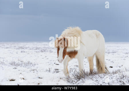 Skewbald islandese di cavallo nella neve, Snaefellsnes Peninsula, Islanda, Marzo. Foto Stock
