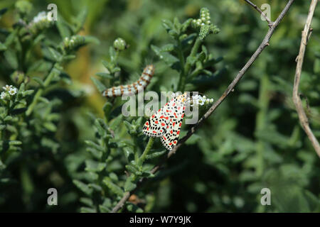 Crimson screziato tarma (Utetheisa pulchella) adulto con caterpillar in background, Oman, Marzo Foto Stock