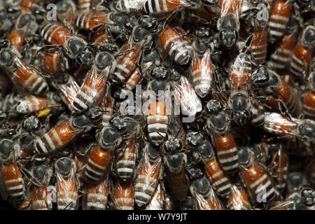 Honeybee nana (Apis florea) close-up di sciame, Oman, maggio. Foto Stock