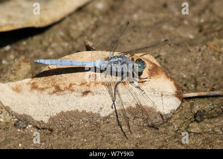 Skimmer Epaulet dragonfly (Orthetrum chrysostigma) 2 su roccia, Oman, Novembre. Foto Stock