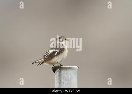 Semi a collare (flycatcher Ficedula semitorquata) femmina arroccato, Oman, Marzo Foto Stock