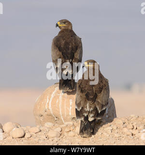 Steppa eagle (Aquila nipalensis) due sulle rocce, Oman, Novembre Foto Stock