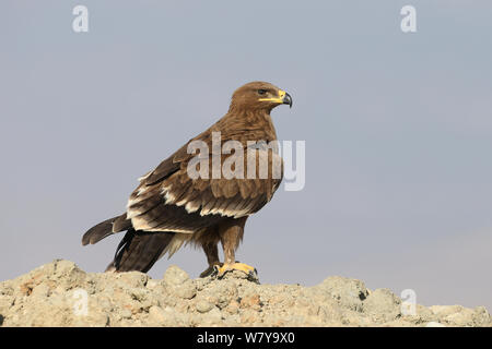 Steppa eagle (Aquila nipalensis) sulle rocce, Oman, Novembre Foto Stock