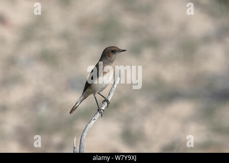 Variabile (culbianco Oenanthe picata) femmina sul ramoscello, Oman, Dicembre Foto Stock